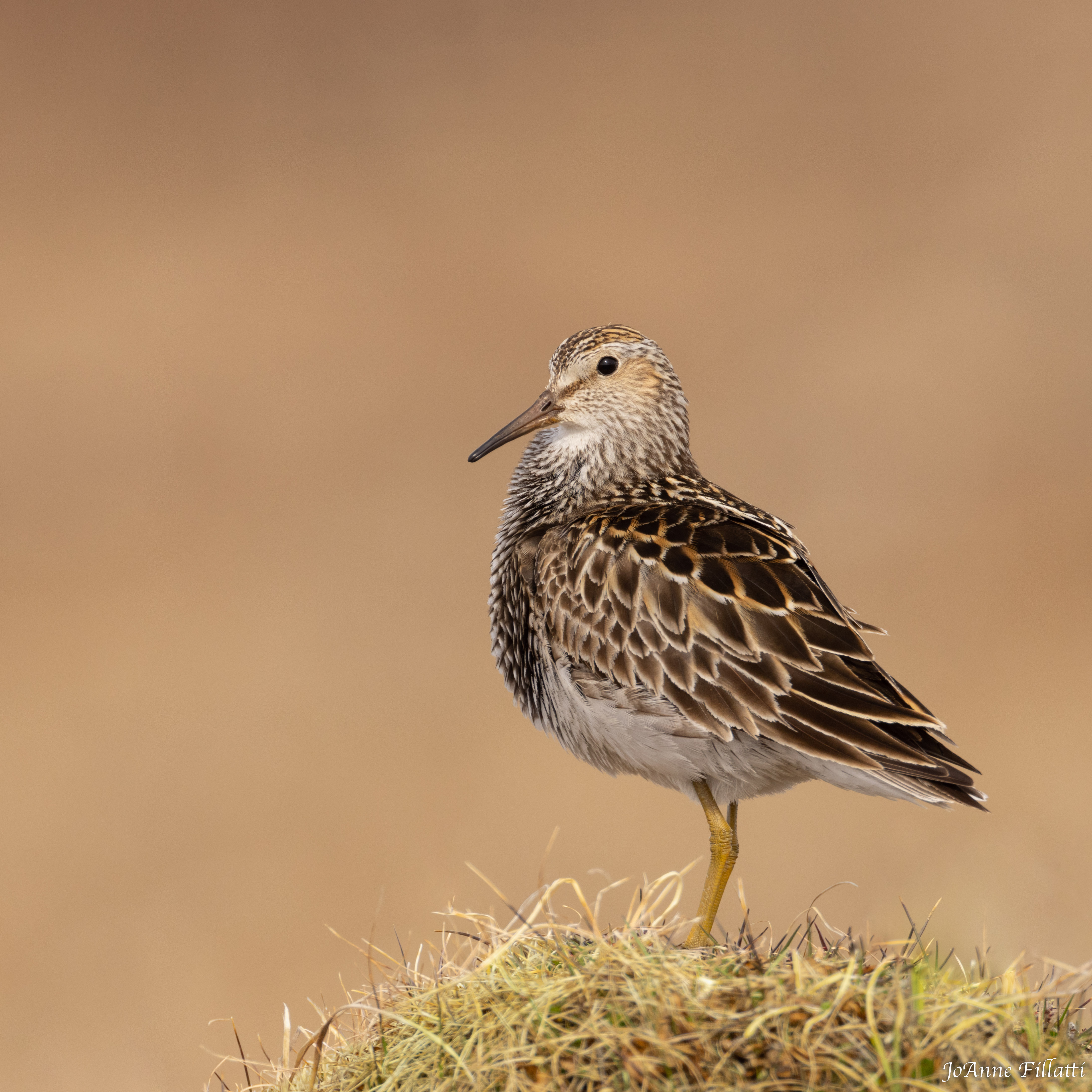 bird of Utqiagvik image 13